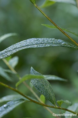 Leaf and stem